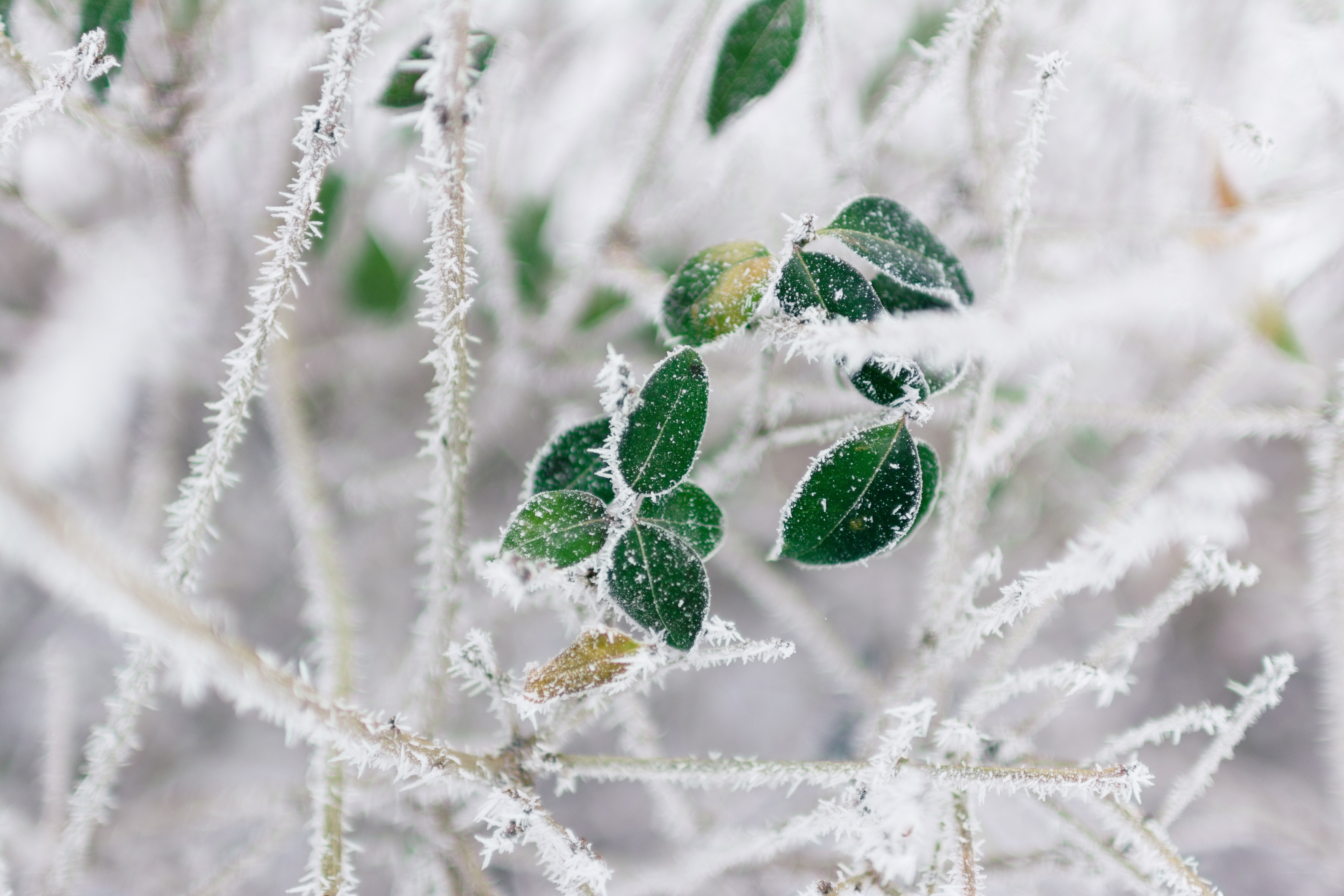 Frost-covered green leaves