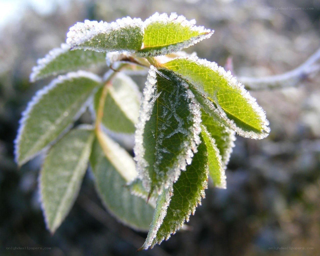 frost-covered green leaves