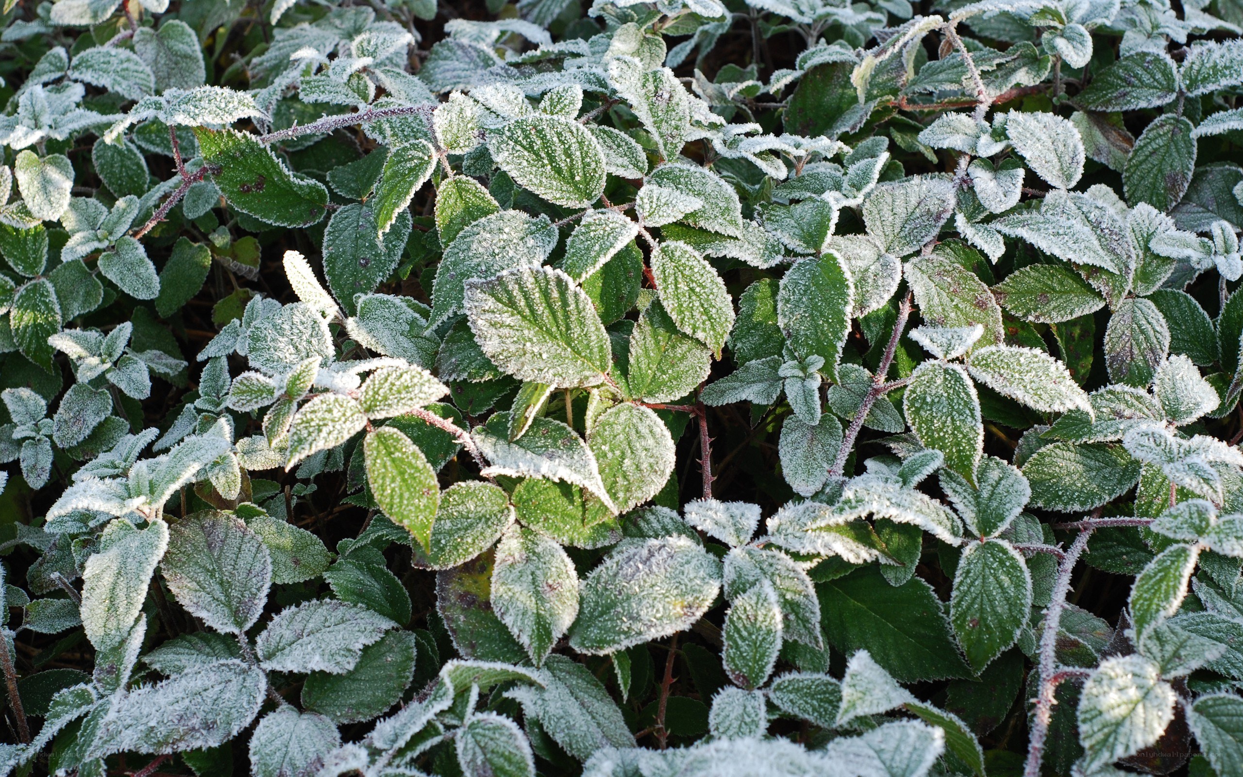 frost-covered green leaves