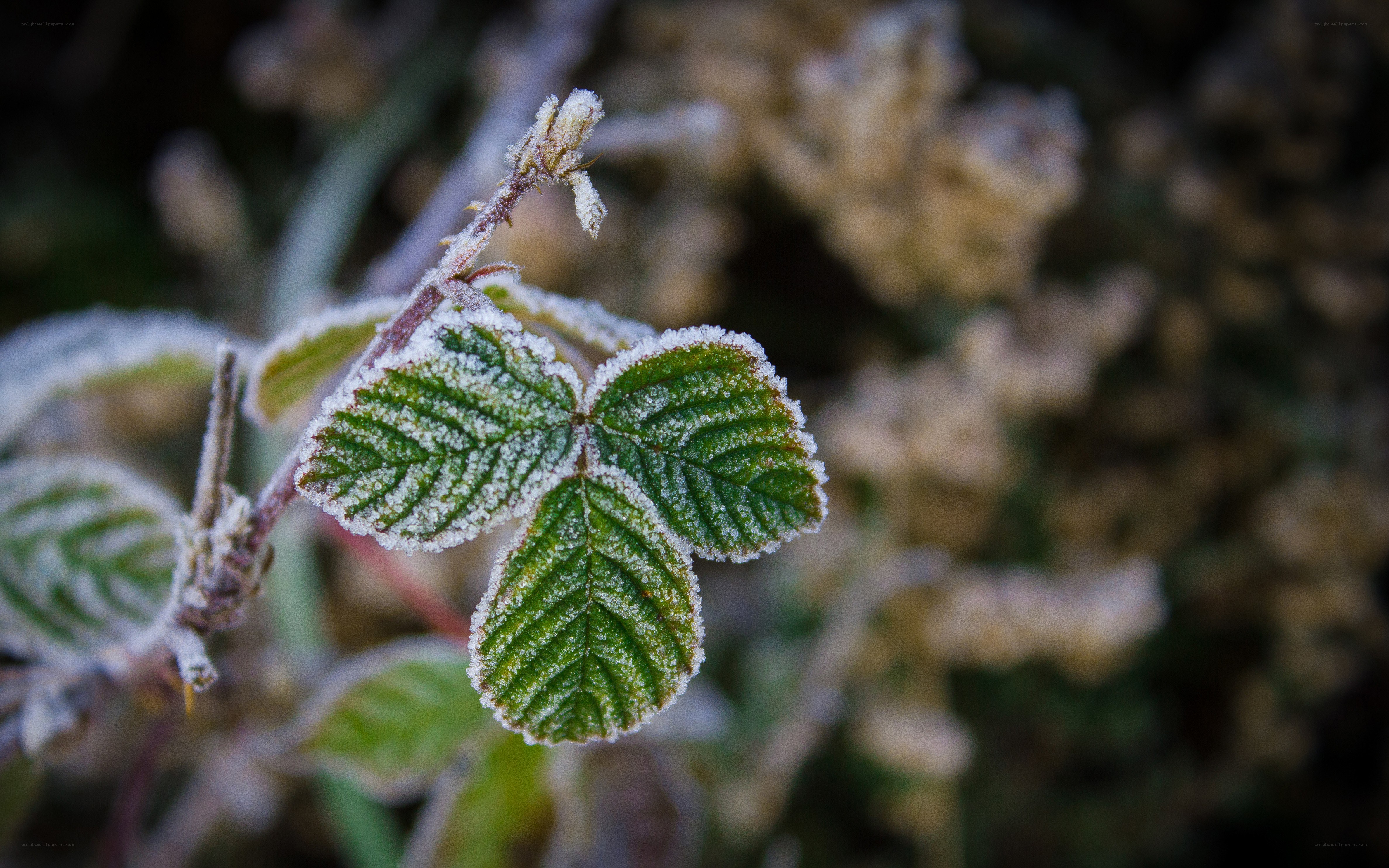 Frost-covered green leaves