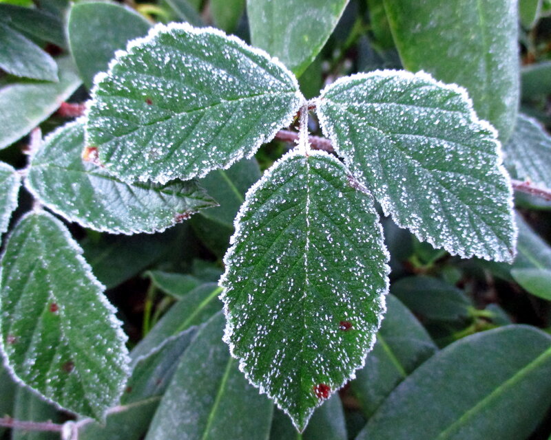 Frost-covered Green Leaves — Calm