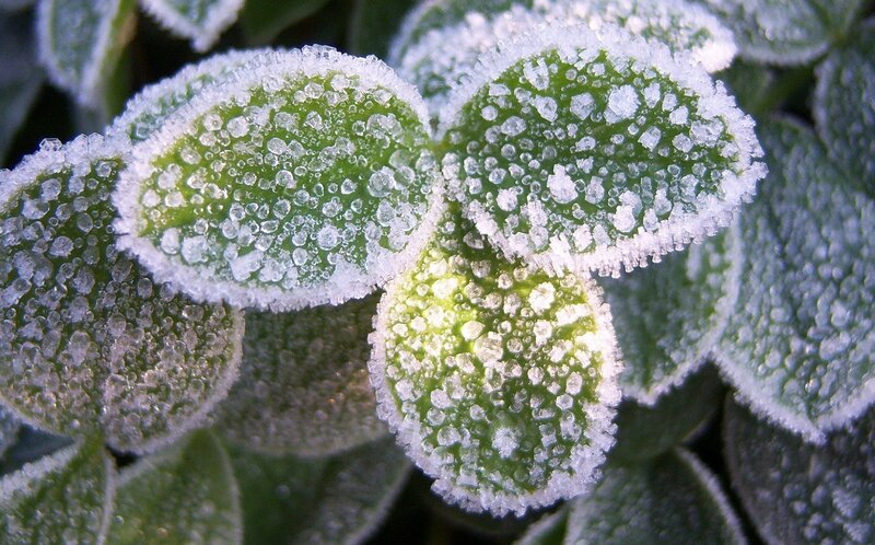Frost-covered Green Leaves — Cold