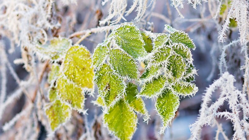 Frost-covered Green Leaves — Cold, Winter, Photograph, Branches