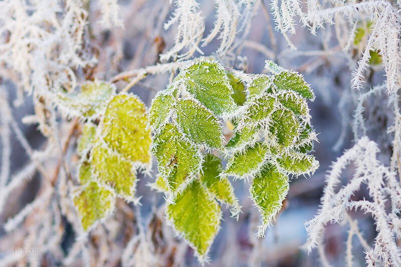 Frost-covered Green Leaves — Cold, Winter, Photograph