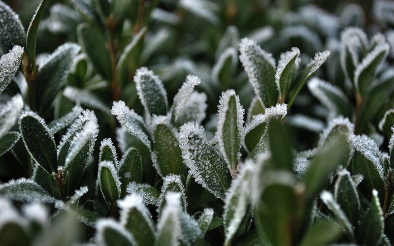 Frost-covered Green Leaves — Cold, Winter