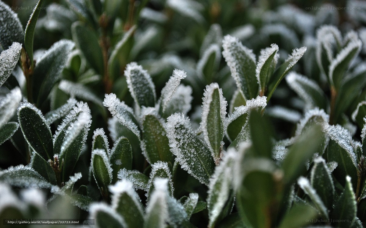 Frost-covered green leaves