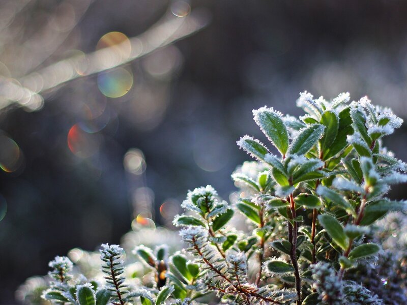 Frost-covered Green Plant