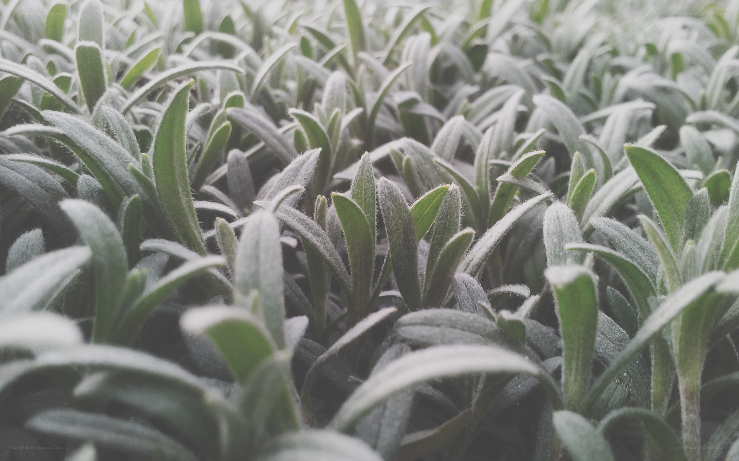 frost-covered green plants