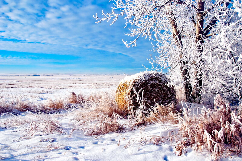 Frost-covered Hay Bale