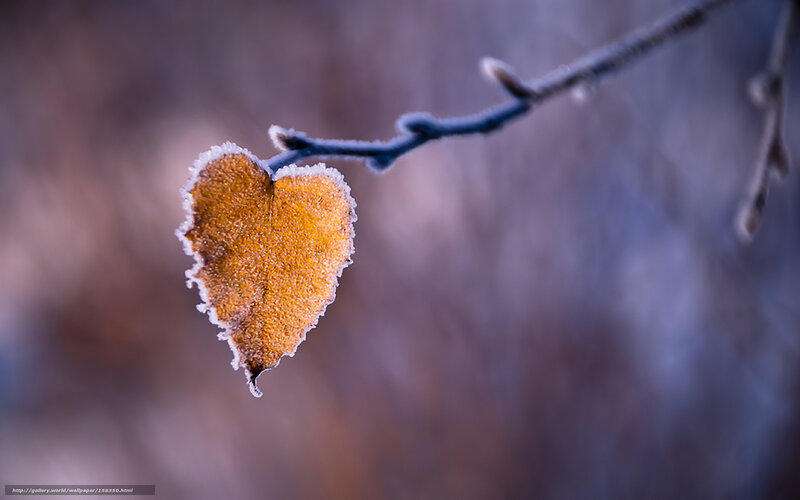 frost-covered heart-shaped leaf