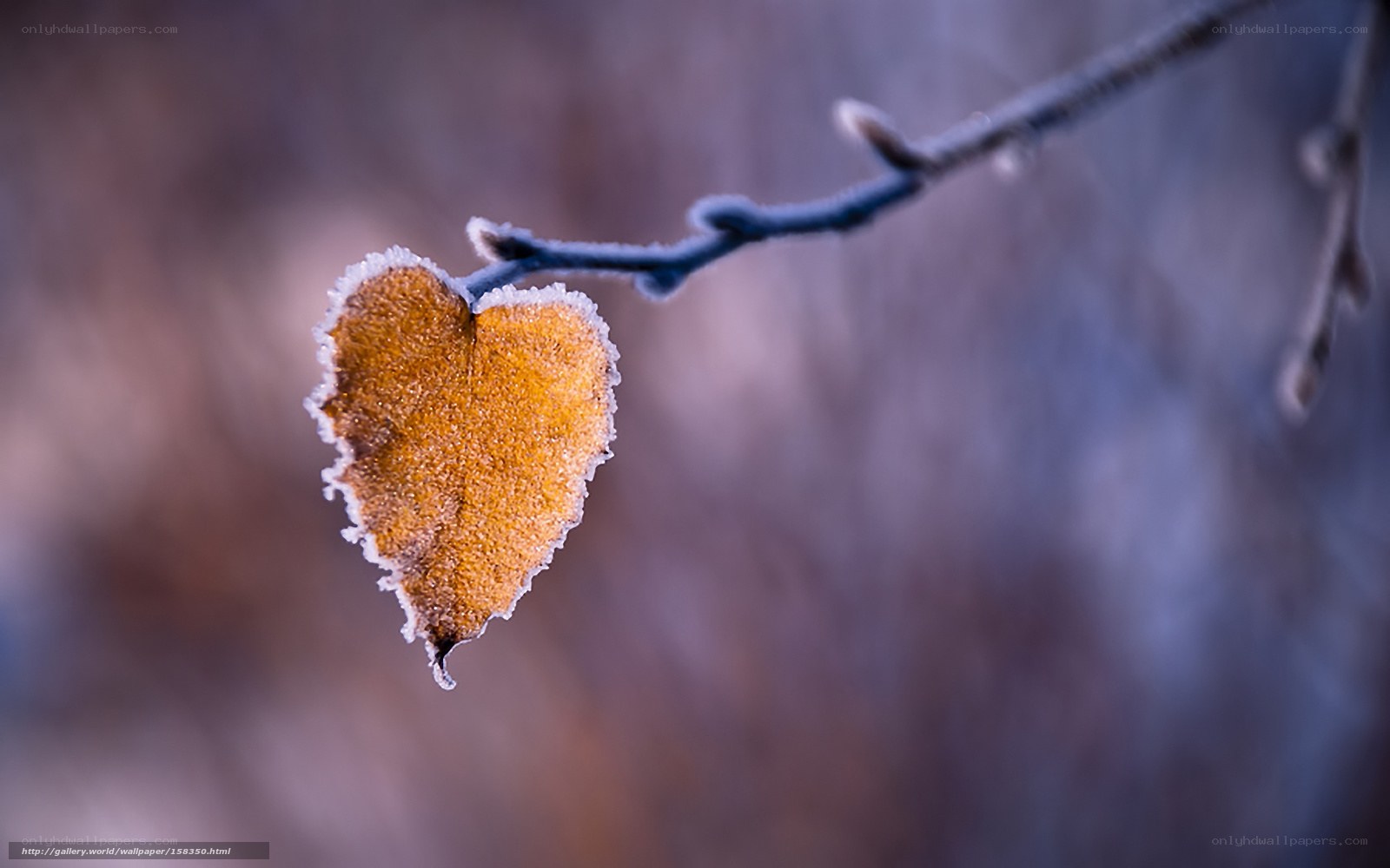 frost-covered heart-shaped leaf
