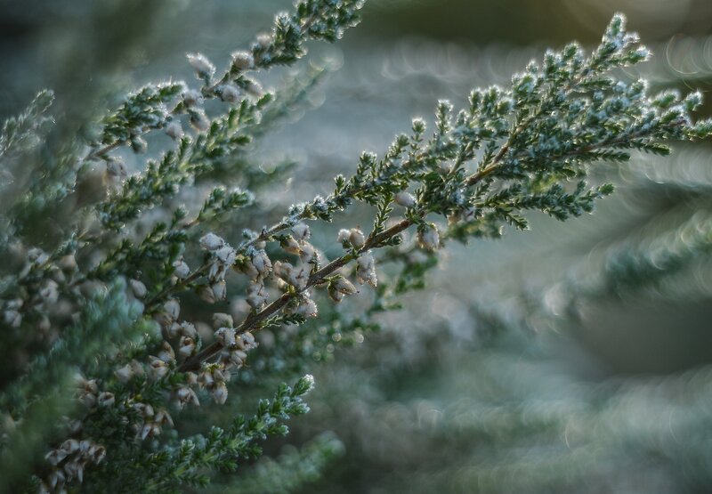 Frost-covered heather branch