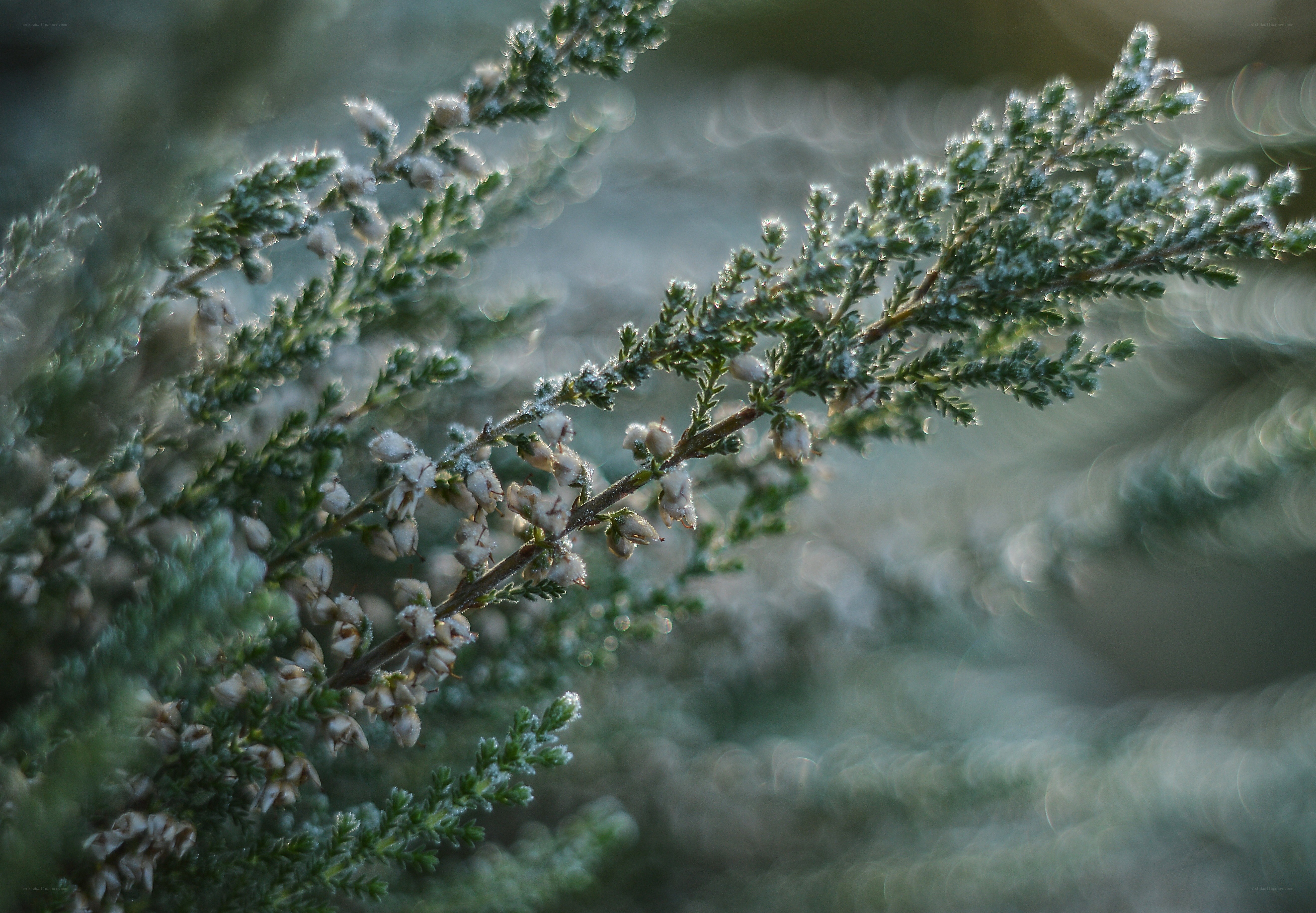 Frost-covered heather branch