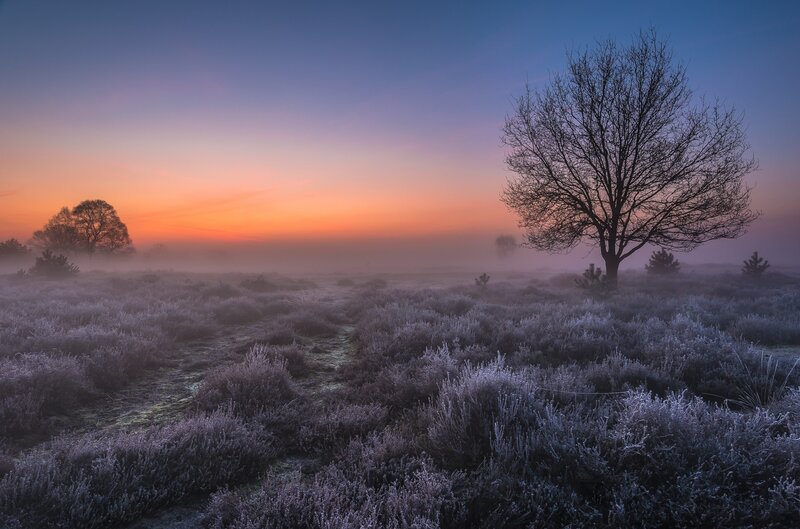 Frost-covered Heather Field