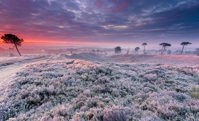Frost-covered Heathland