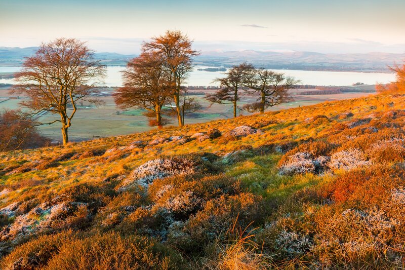 Frost-covered Hillside — Orange