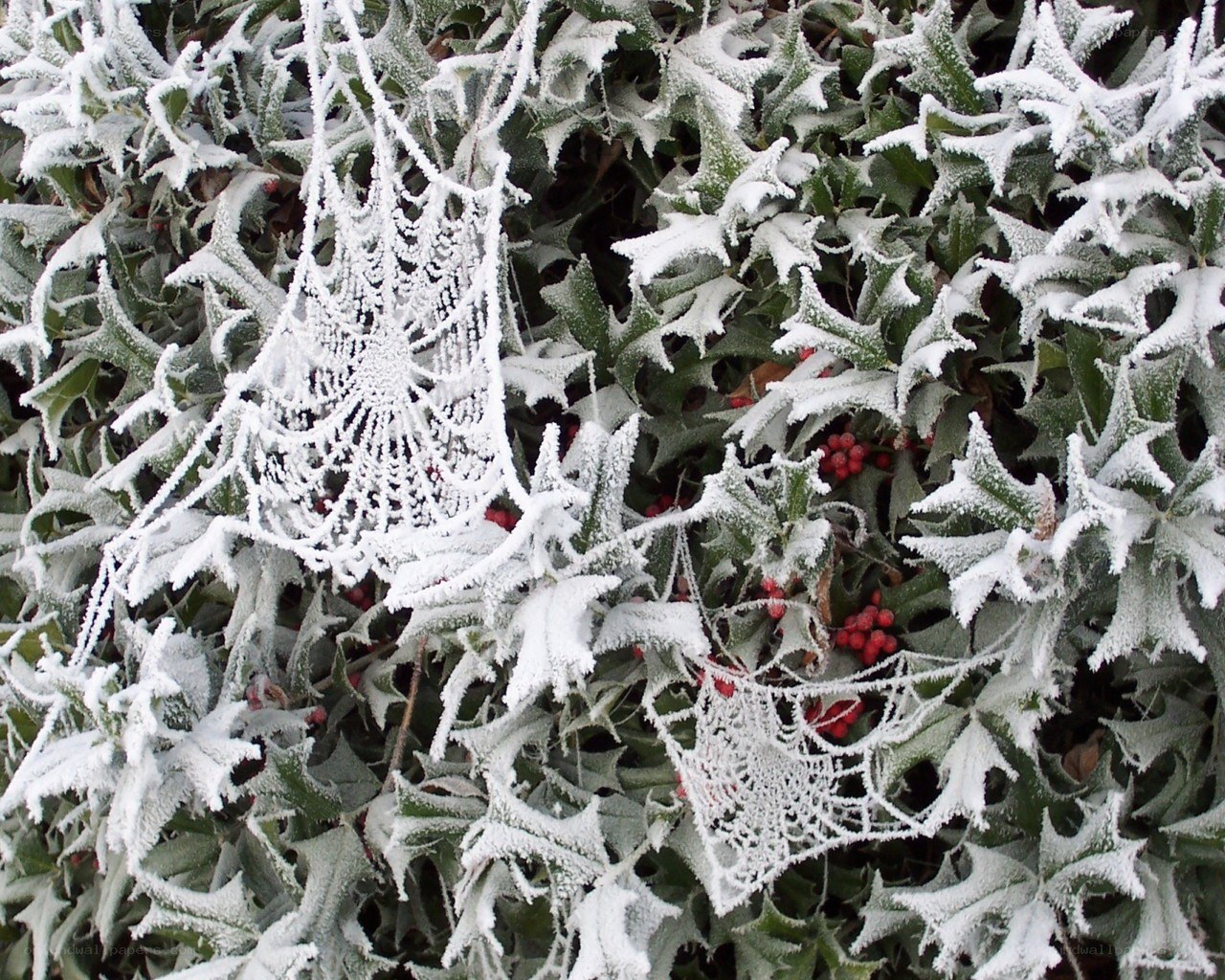 Frost-covered holly and spiderwebs