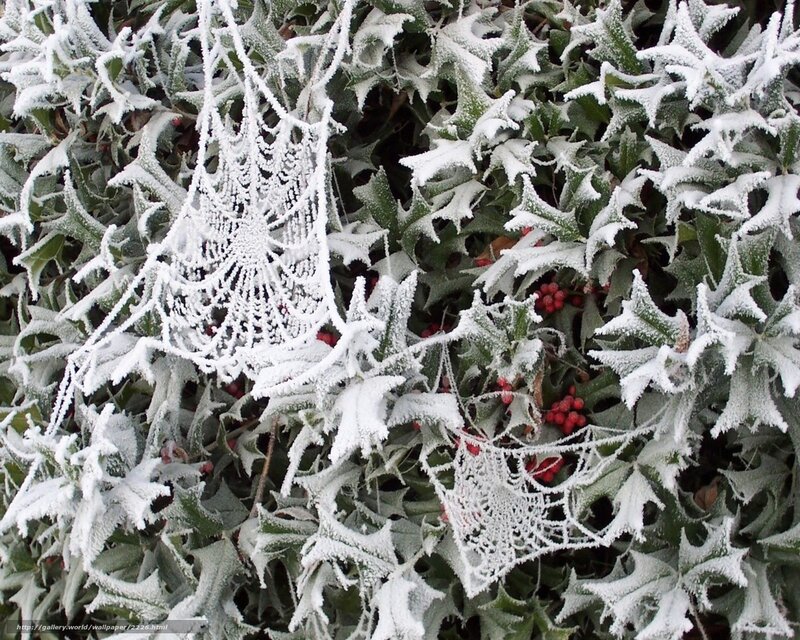 Frost-covered holly and spiderwebs