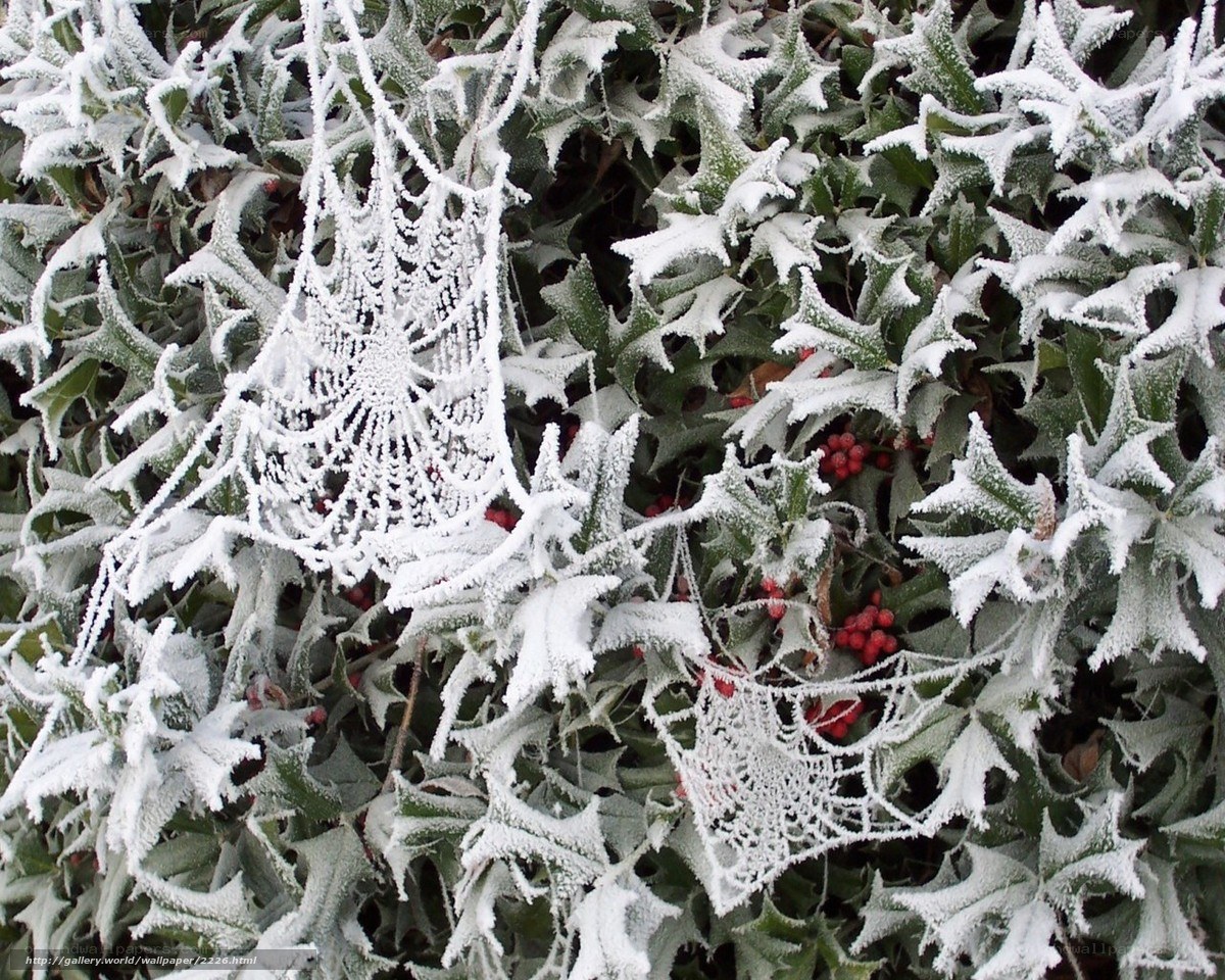 Frost-covered holly and spiderwebs