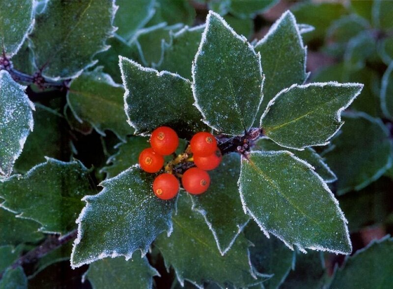 Frost-covered Holly Berries — Green