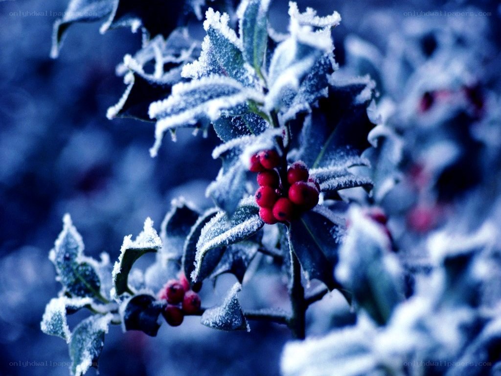 frost-covered holly berries