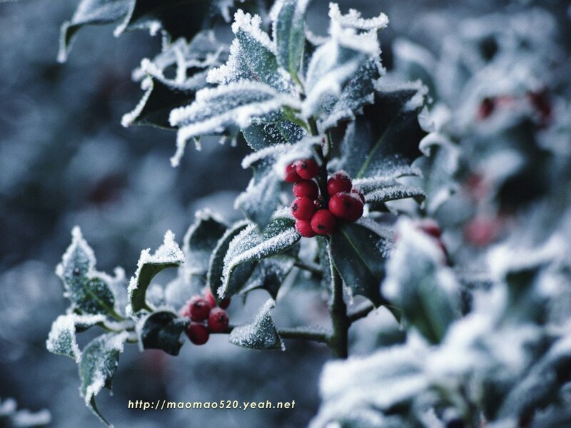 Frost-covered Holly Branch
