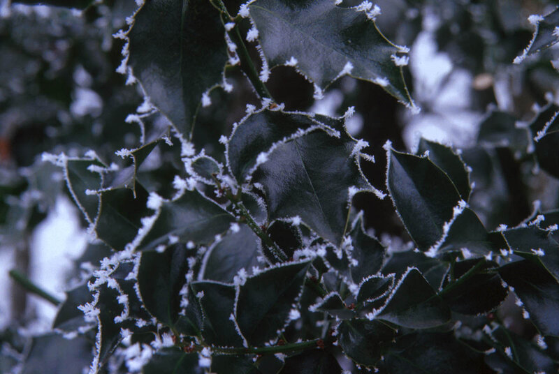 frost-covered holly leaves
