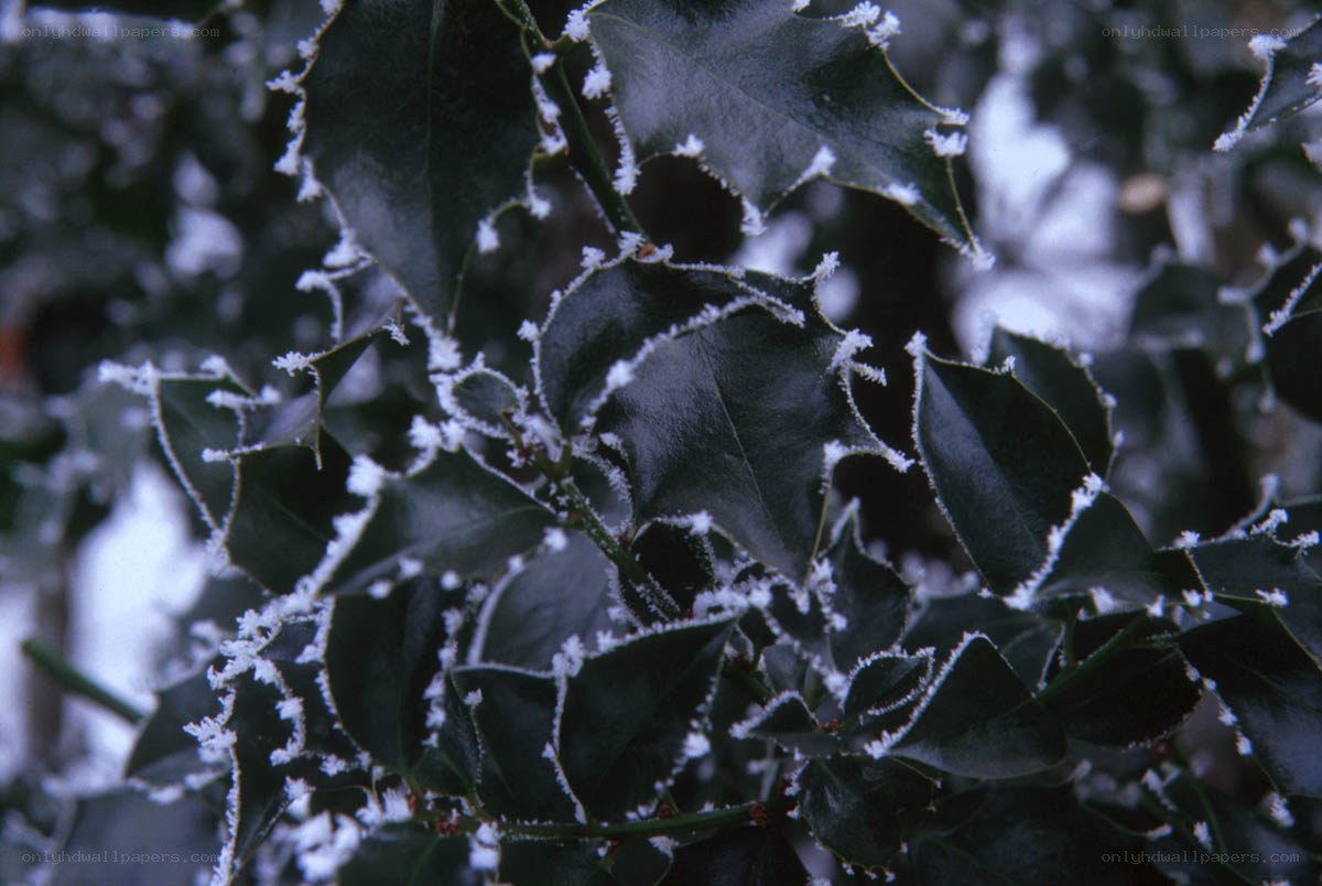 frost-covered holly leaves