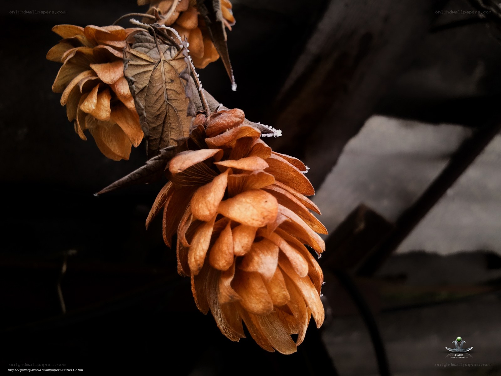 frost-covered hop cones
