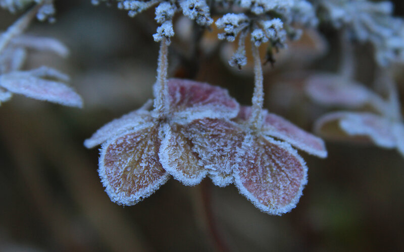 Frost-covered Hydrangea Flower