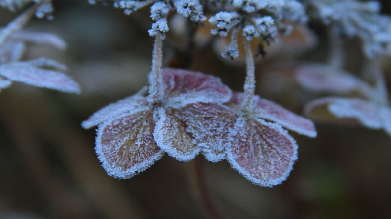 Frost-covered Hydrangea Flower — White