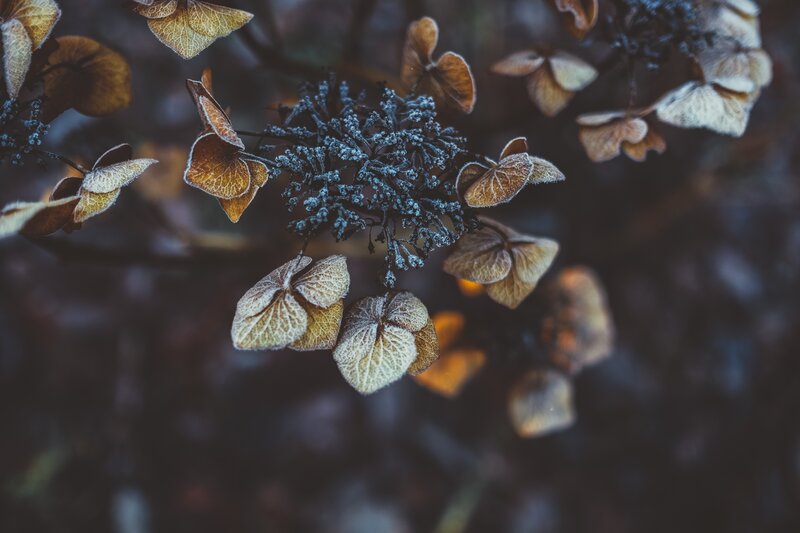 Frost-covered hydrangea flowers