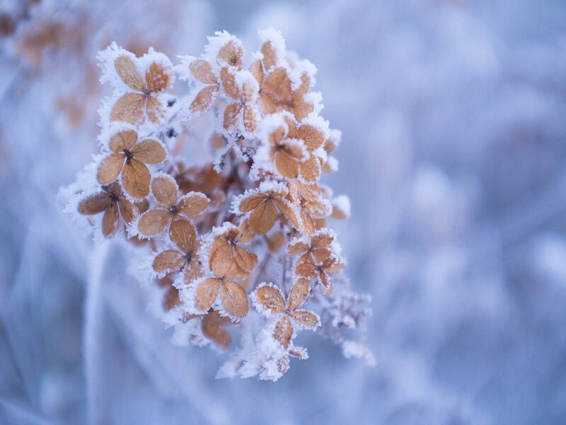 Frost-covered Hydrangea Flowers — White