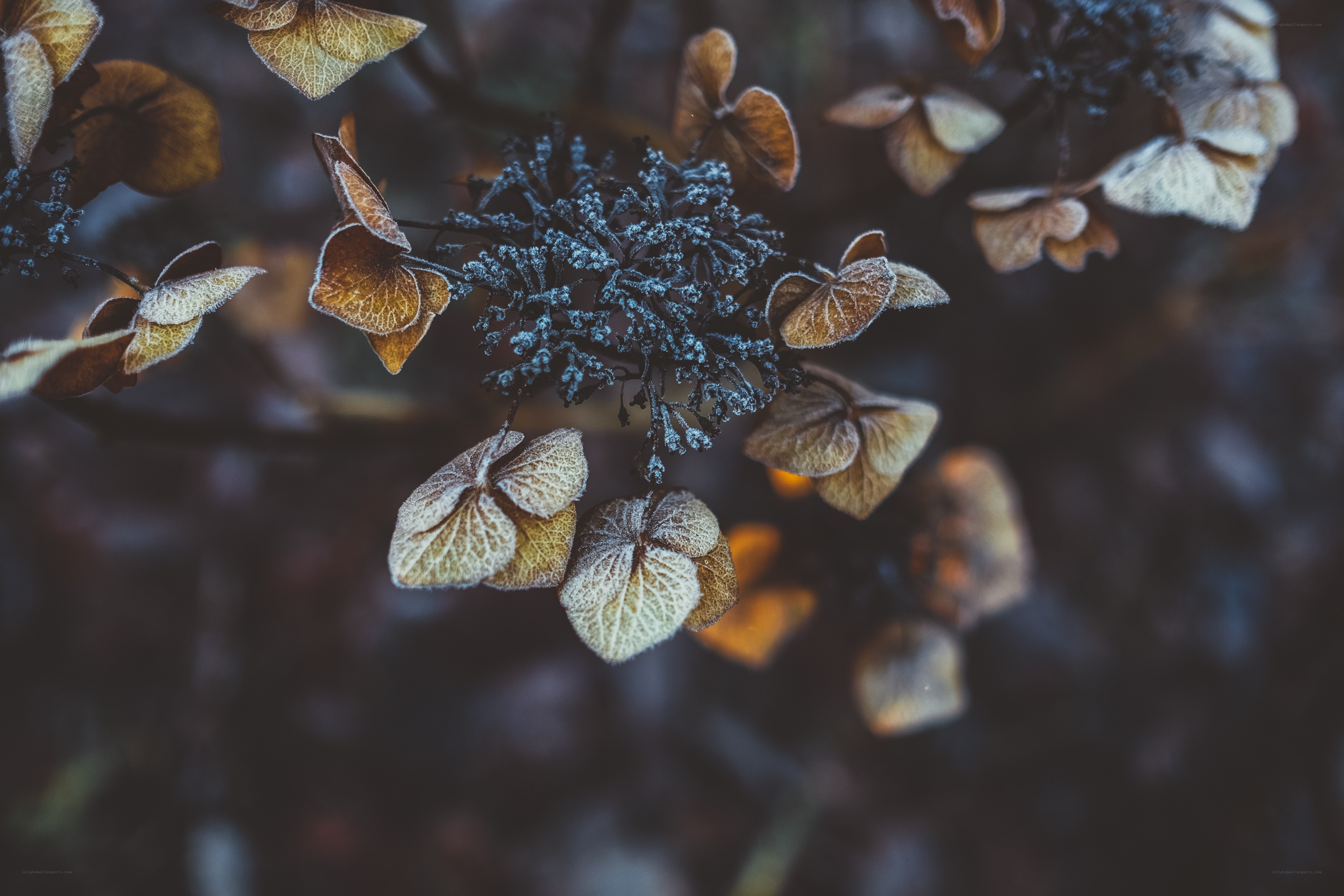 Frost-covered hydrangea flowers