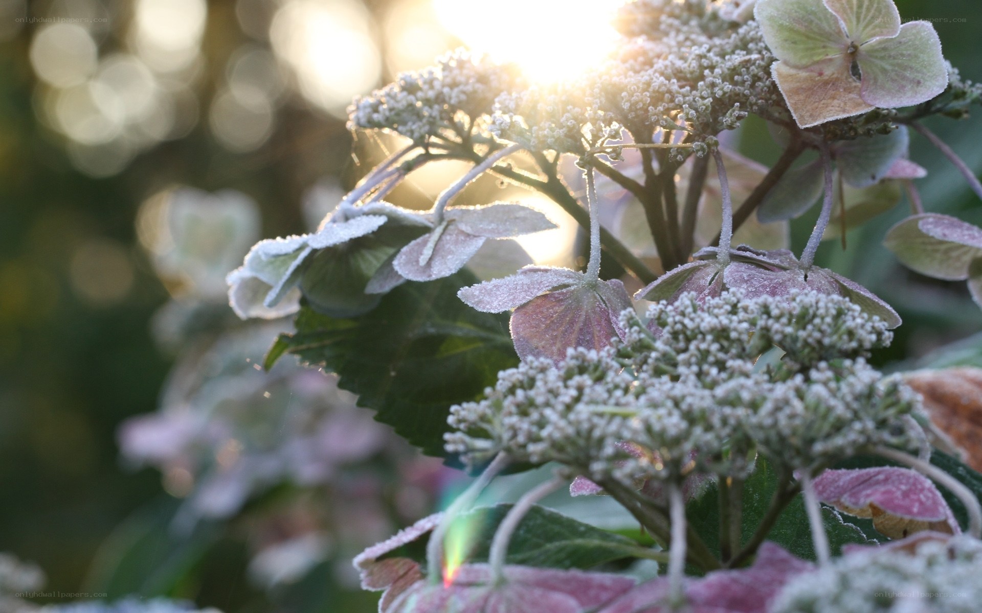 frost-covered hydrangea in sunlight