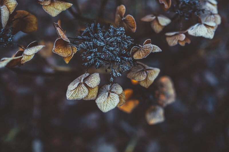 Frost-covered Hydrangea