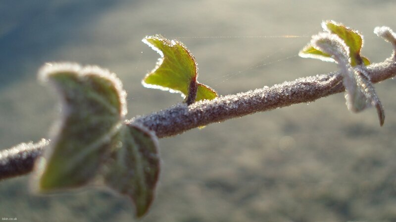 Frost-covered Ivy Branch