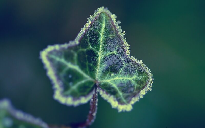 frost-covered ivy leaf