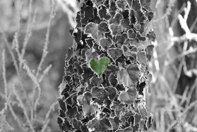 frost-covered ivy with green heart