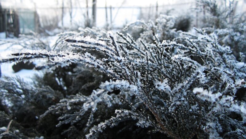 Frost-covered Juniper Bush