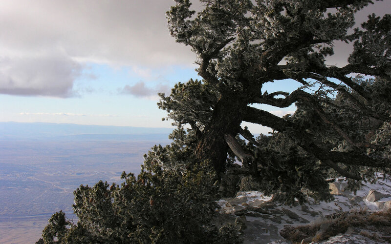 Frost-covered Juniper Tree — Green, Dramatic