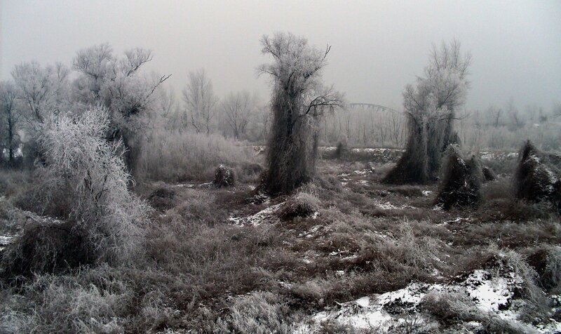 frost-covered landscape in winter