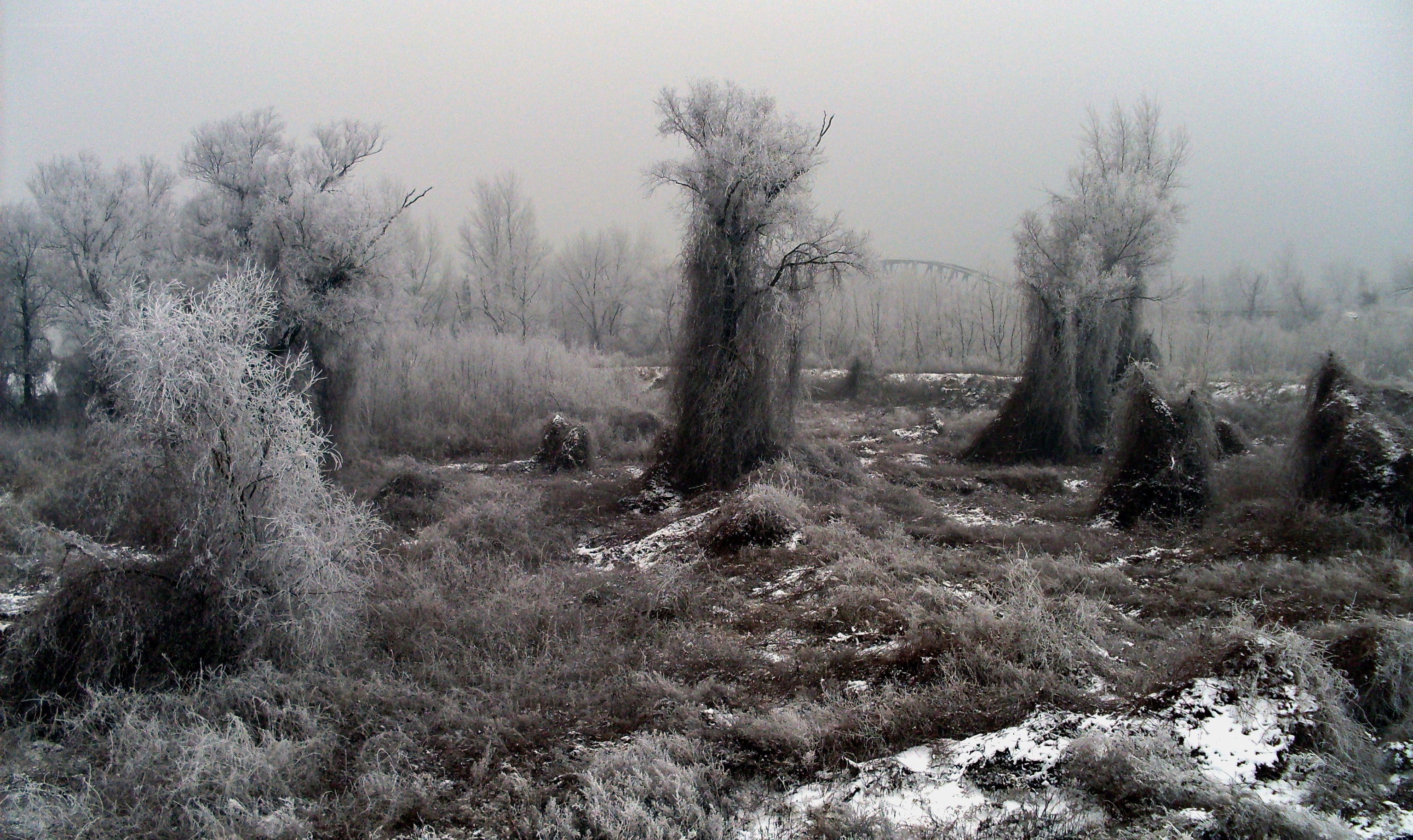 frost-covered landscape in winter