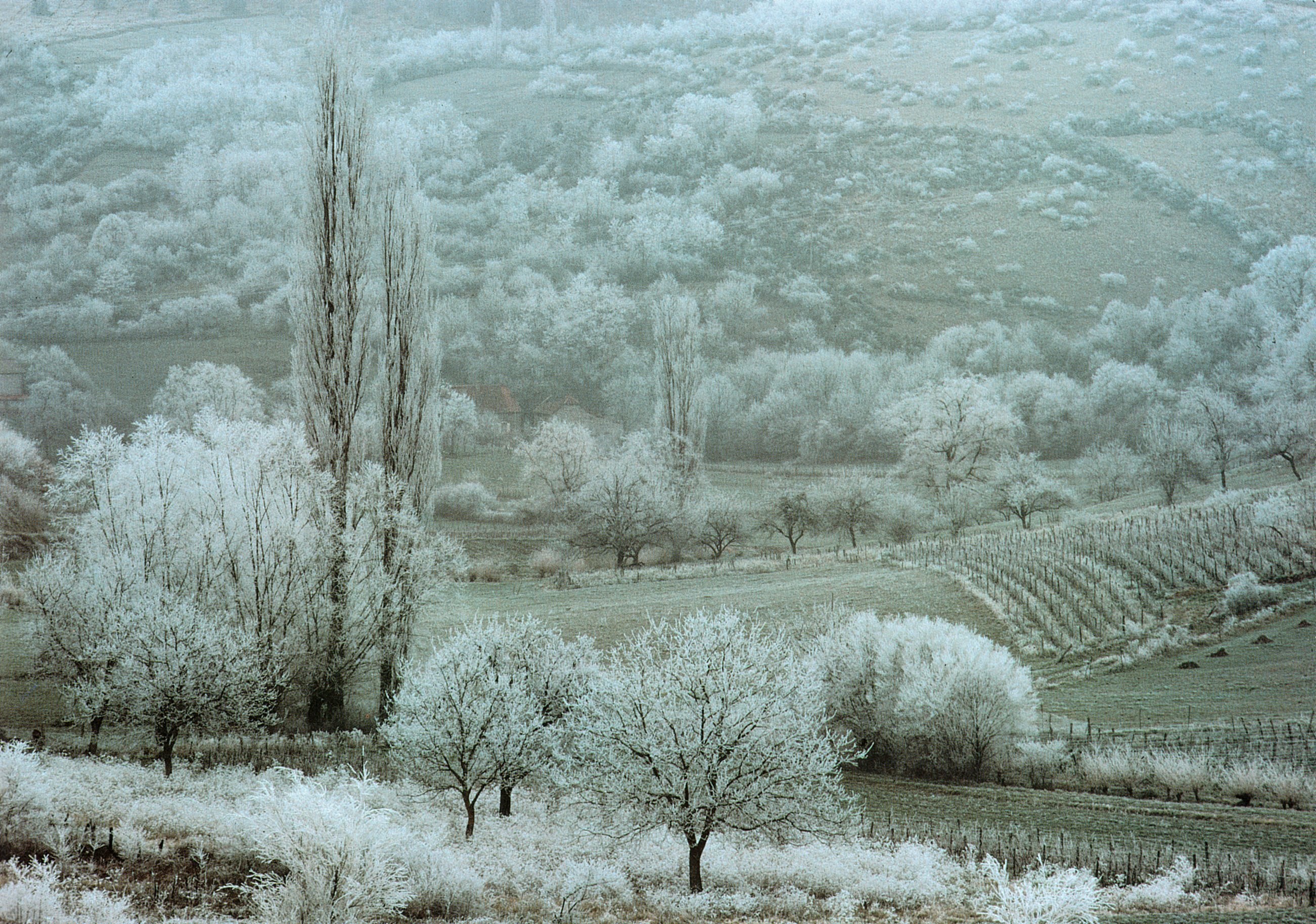 Frost-covered landscape in winter