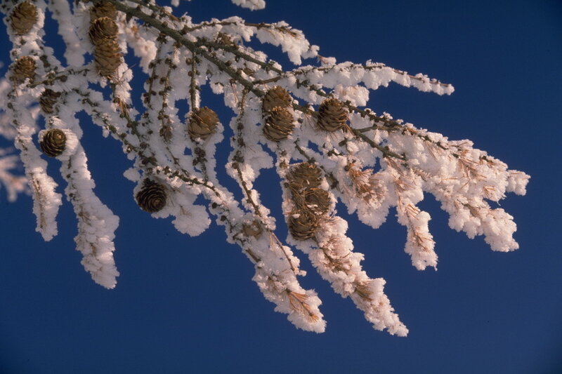 Frost-covered Larch Branch