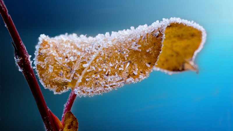 Frost-covered Leaf — Blue, Dramatic
