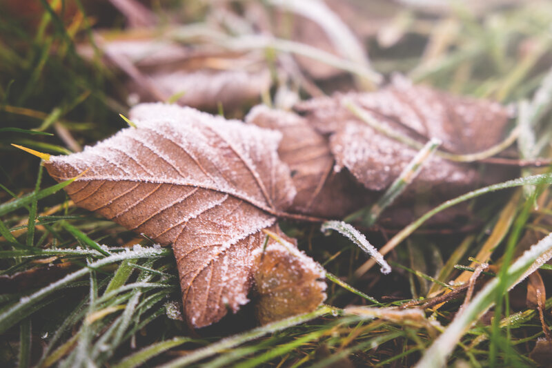 Frost-covered Leaf — Brown, Calm, Autumn, Photograph