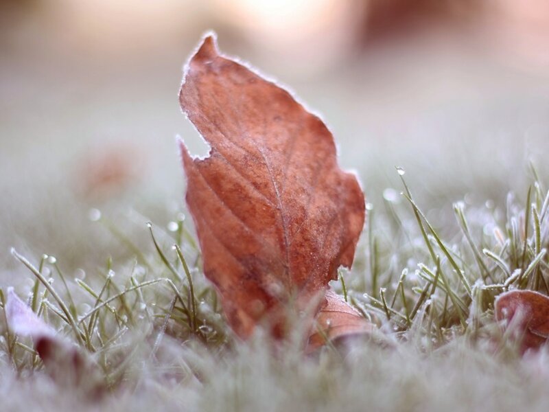 Frost-covered Leaf — Brown, Calm, Autumn