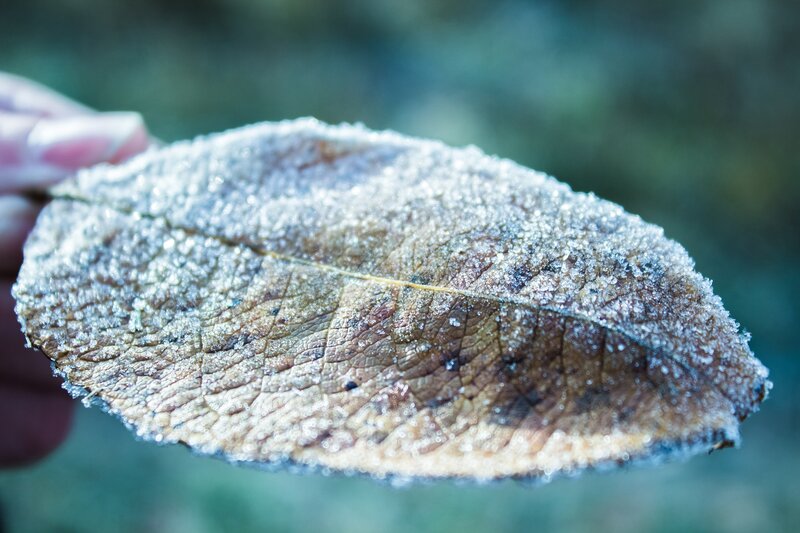 Frost-covered Leaf — Brown, Calm, Winter