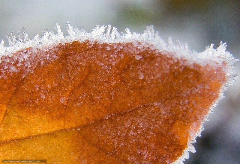 Frost-covered Leaf — Brown, Cold, Autumn